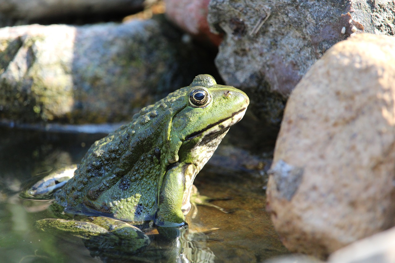 frog  amphibian  animal free photo