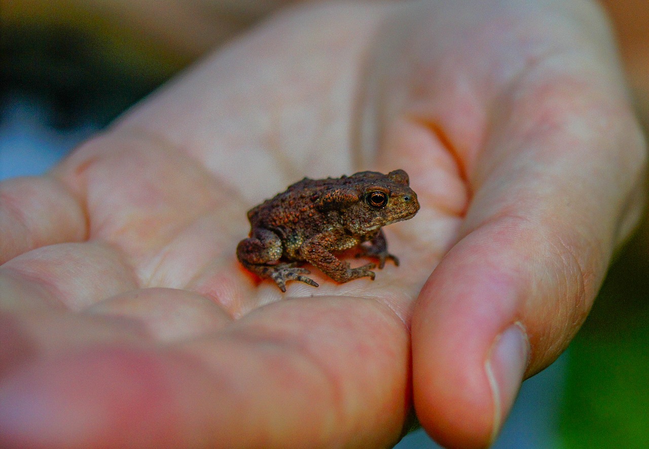 frog  nature  fauna free photo