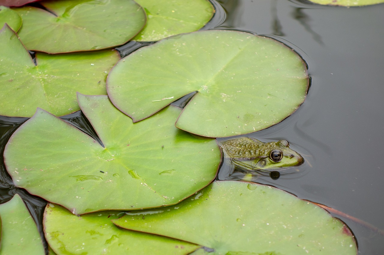 frog  gerardo  mare free photo