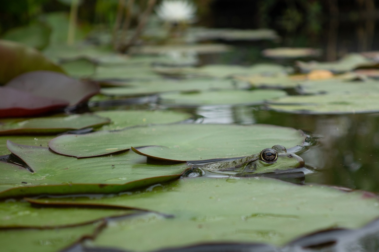 frog  gerardo  mare free photo