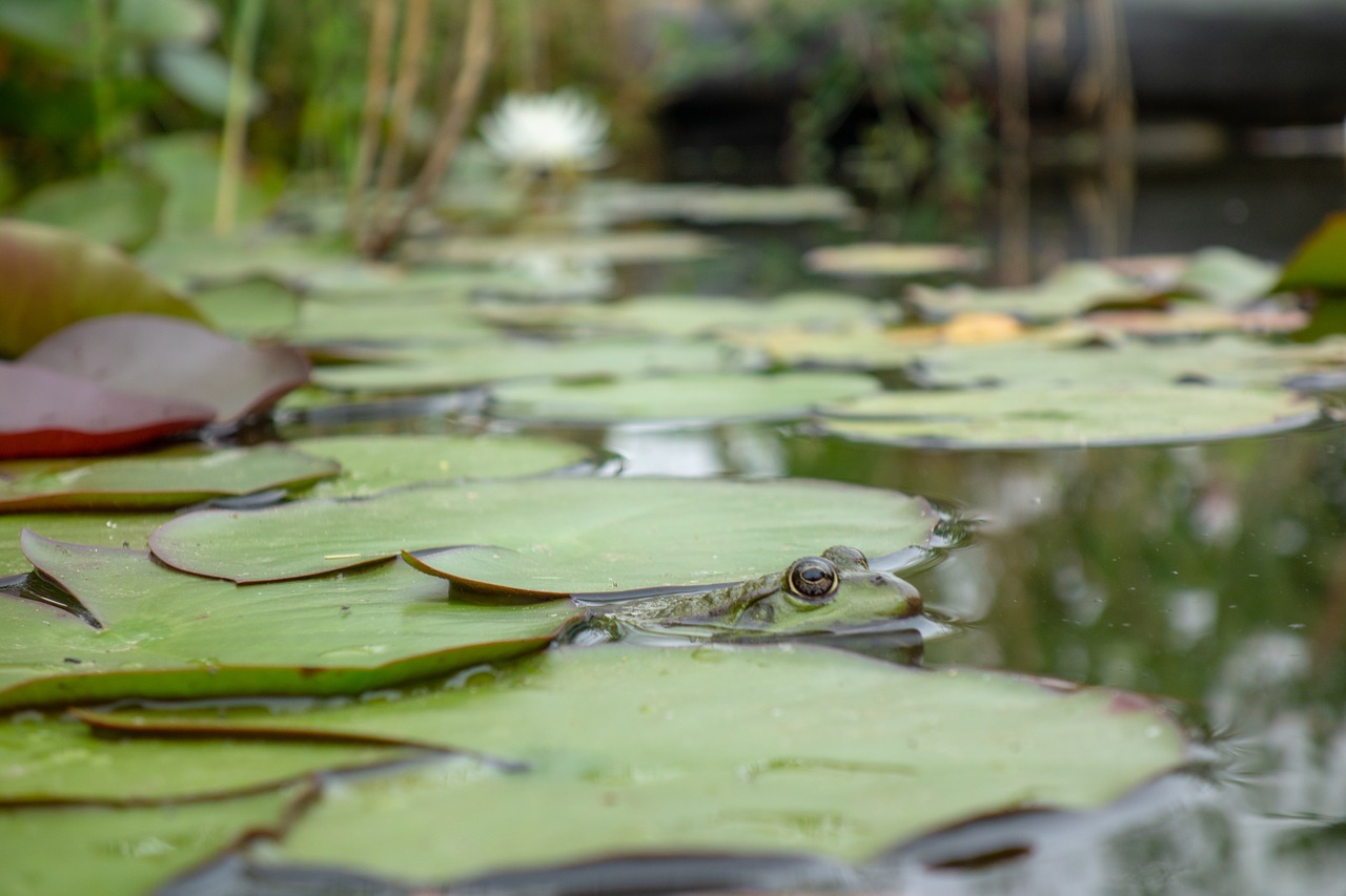 frog  gerardo  mare free photo