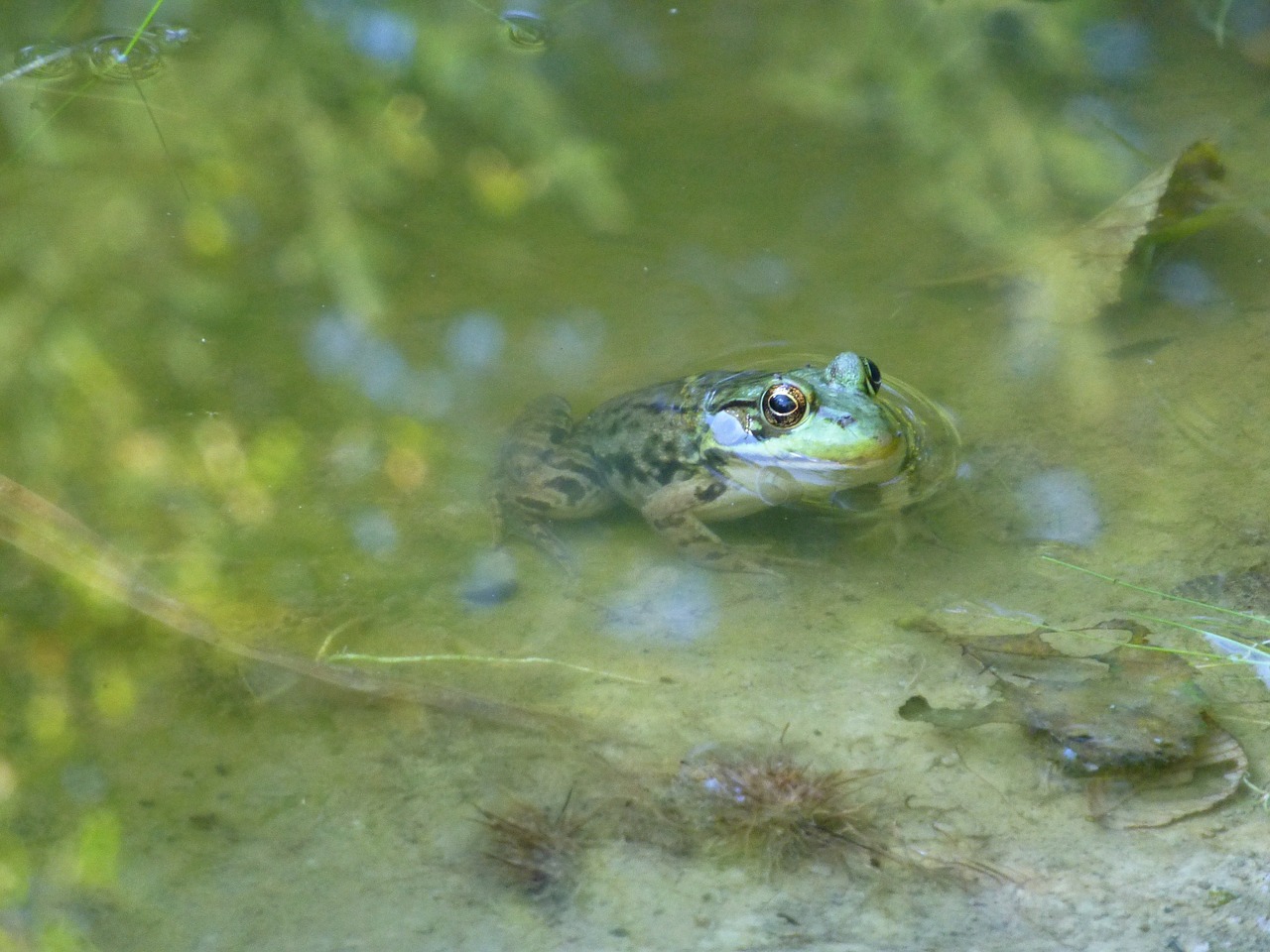 frog  pond  water free photo