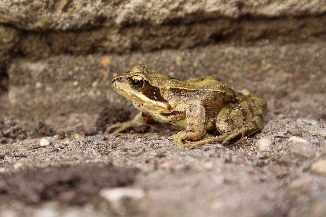 frog  nature  green free photo