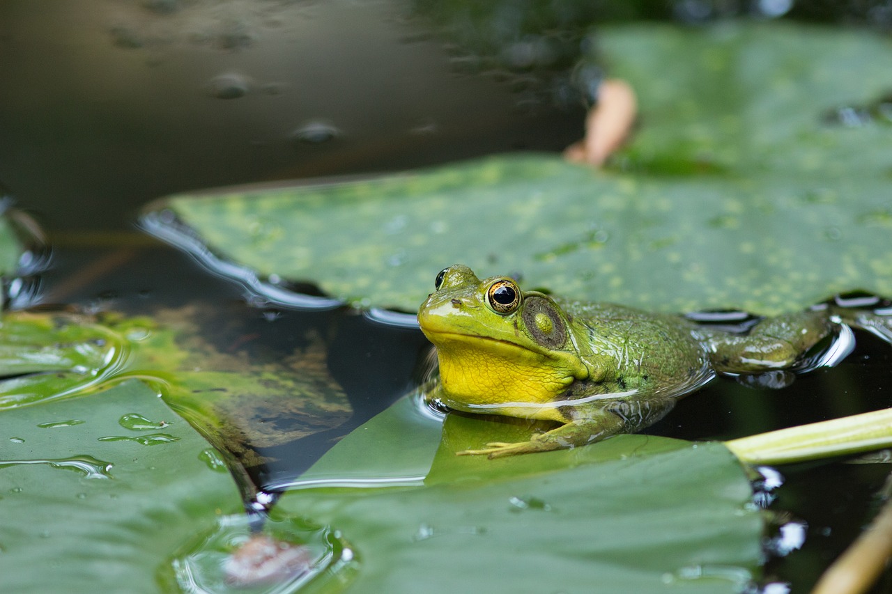 frog  pond  lake free photo