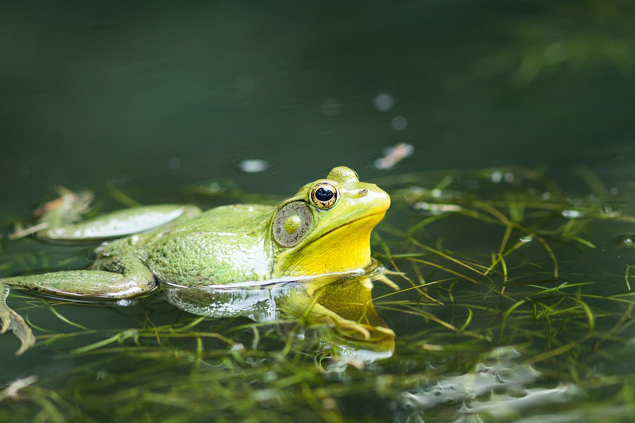 frog  pond  lake free photo