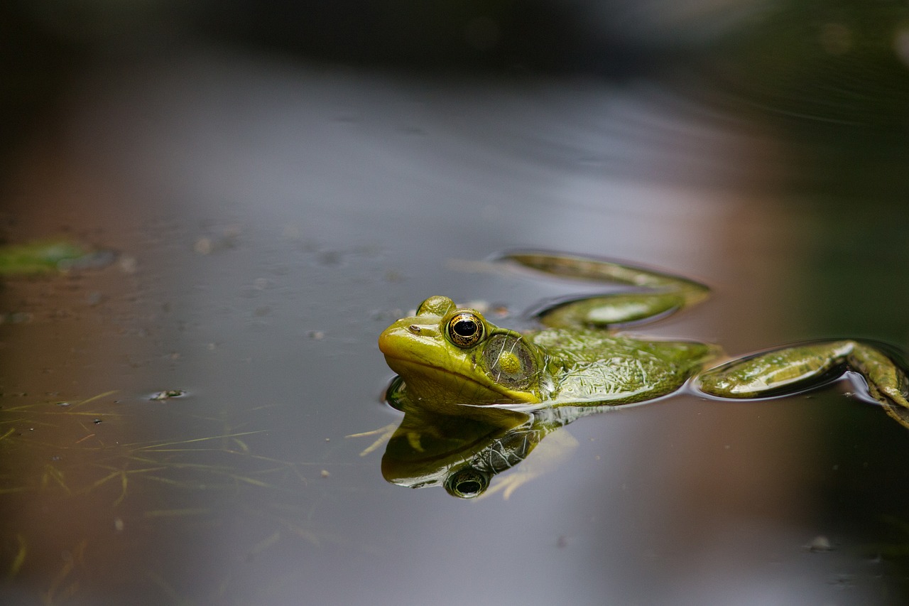 frog  pond  lake free photo