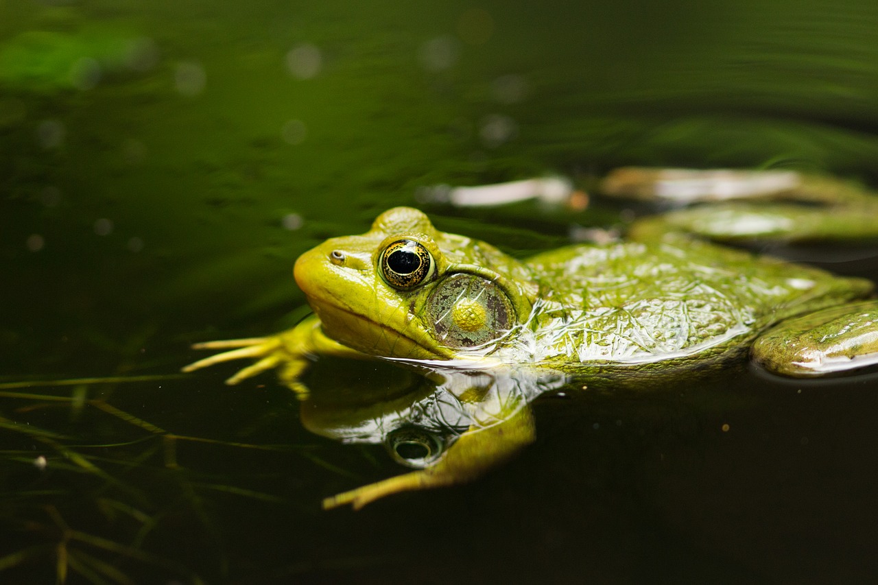 frog  pond  lake free photo