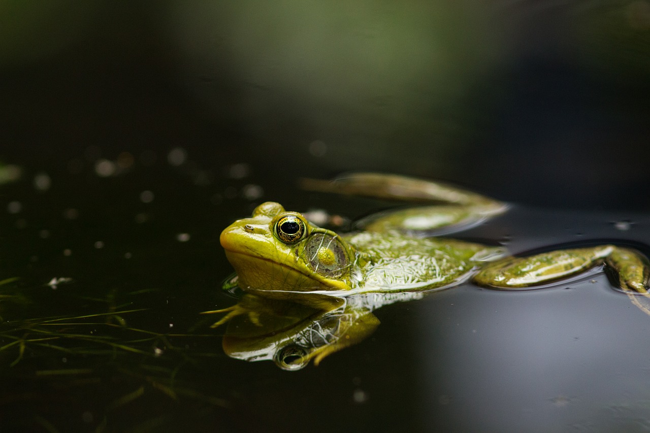 frog  pond  lake free photo