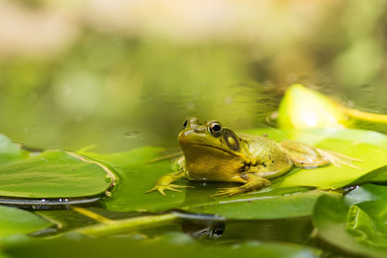 frog  pond  lake free photo