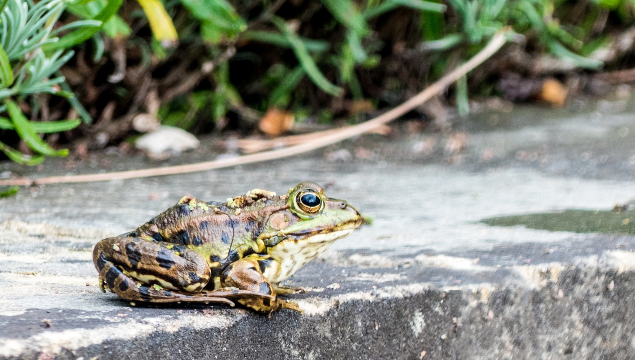 frog  toad  water free photo