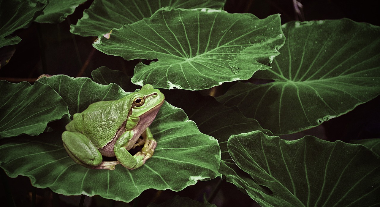 frog  plant  green free photo