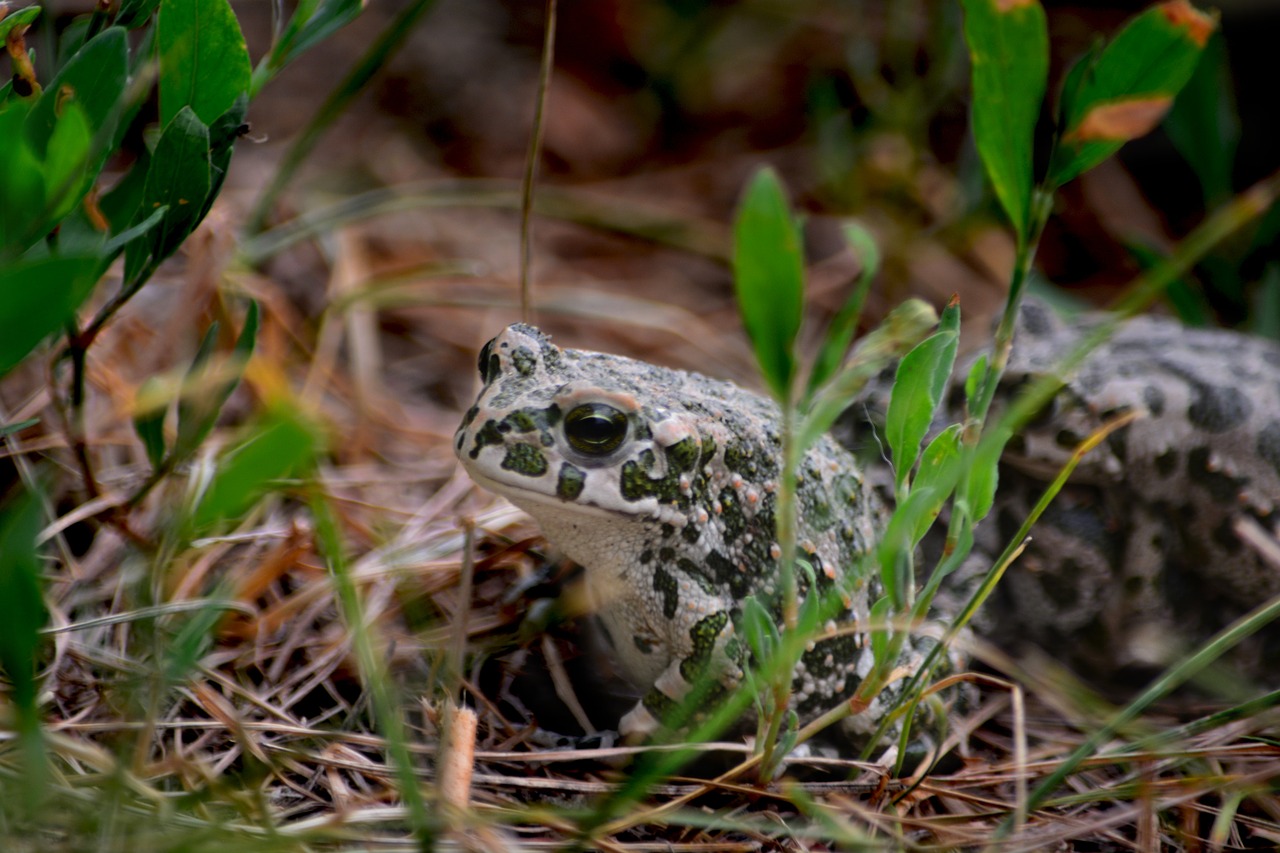 frog nature subalpine forest frog free photo