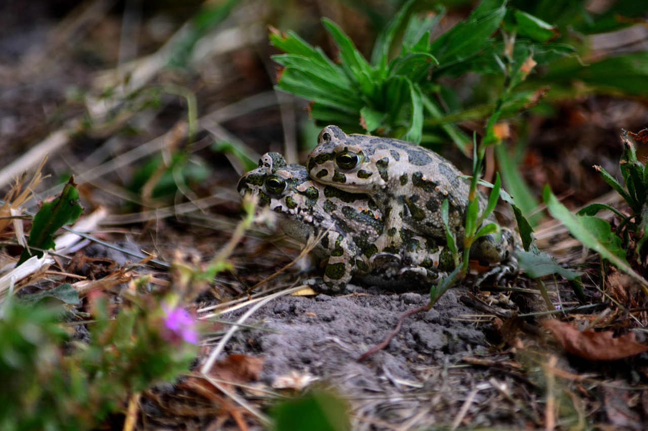 frog nature subalpine forest frog free photo