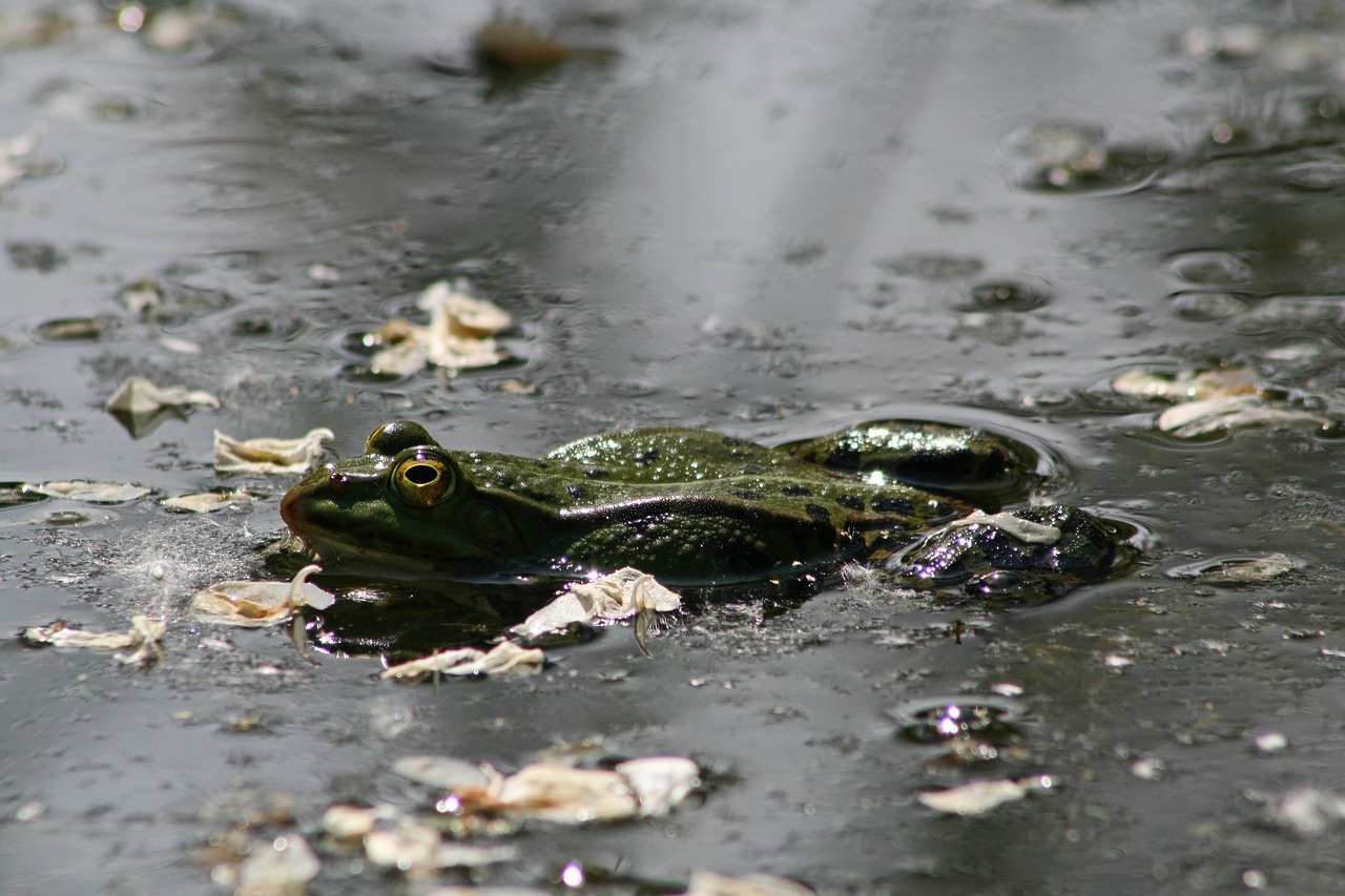 frog  pond  frog skin free photo