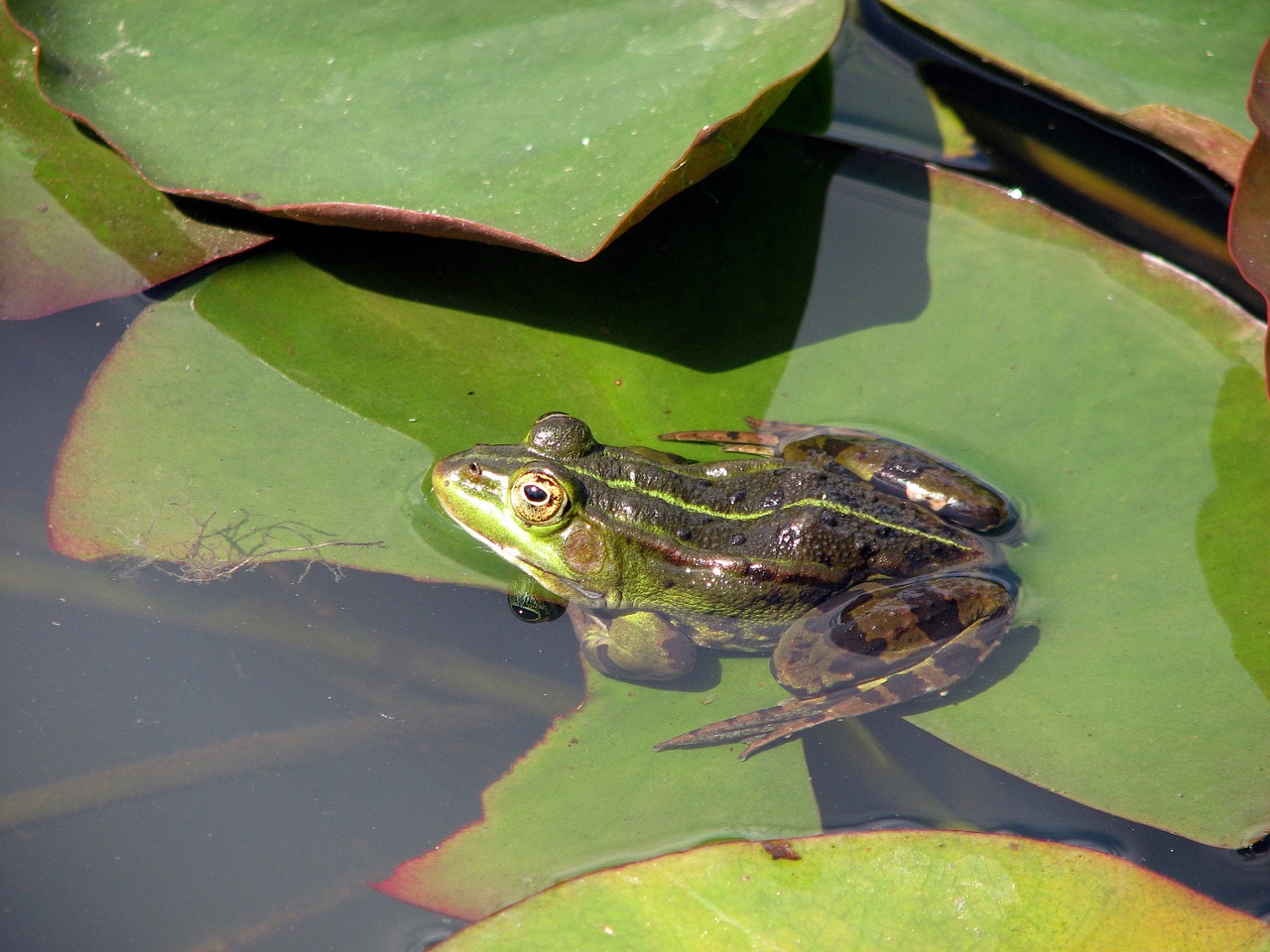 frog water animal free photo