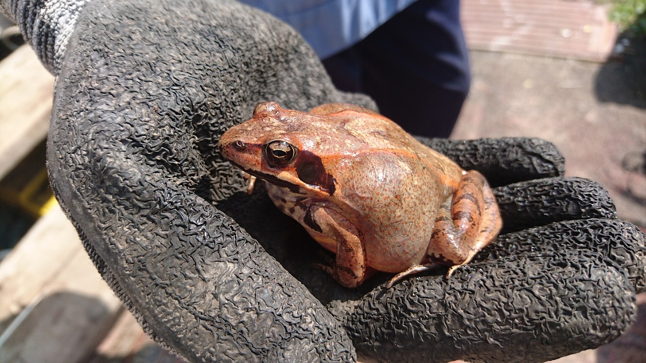 frog  inflated  living nature free photo