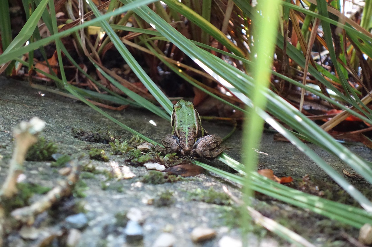 frog  toad  tree frog free photo