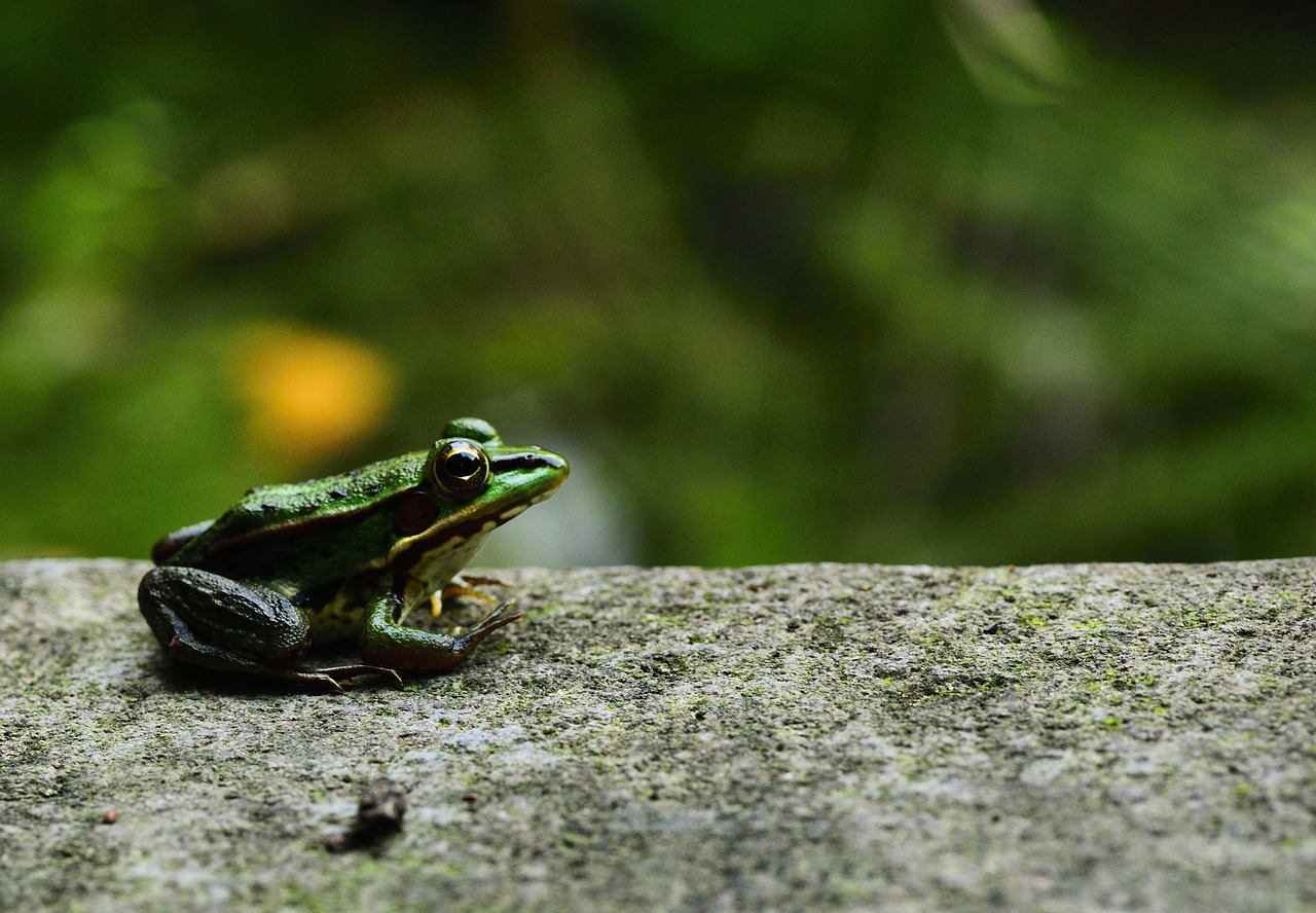 frog  gold wire frog  animal free photo