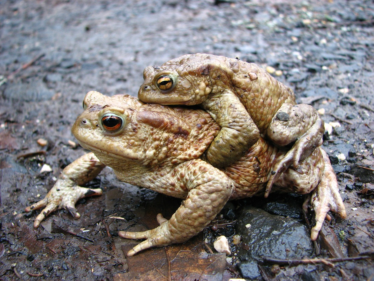 frog toad nature free photo