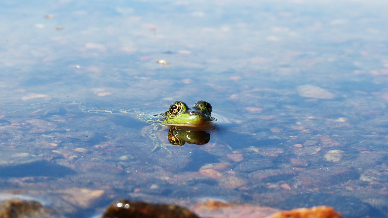 frog  water  lake free photo
