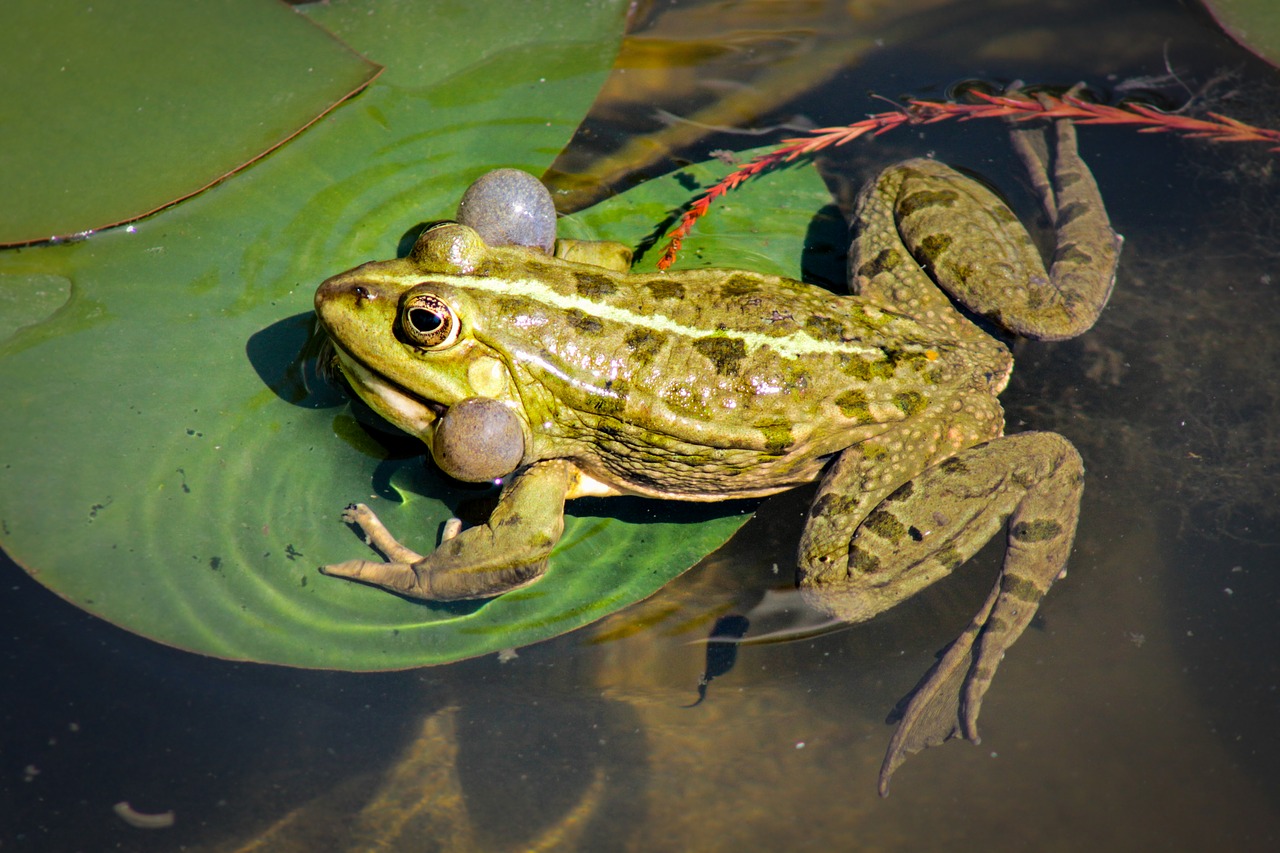 frog  bullfrog  amphibian free photo
