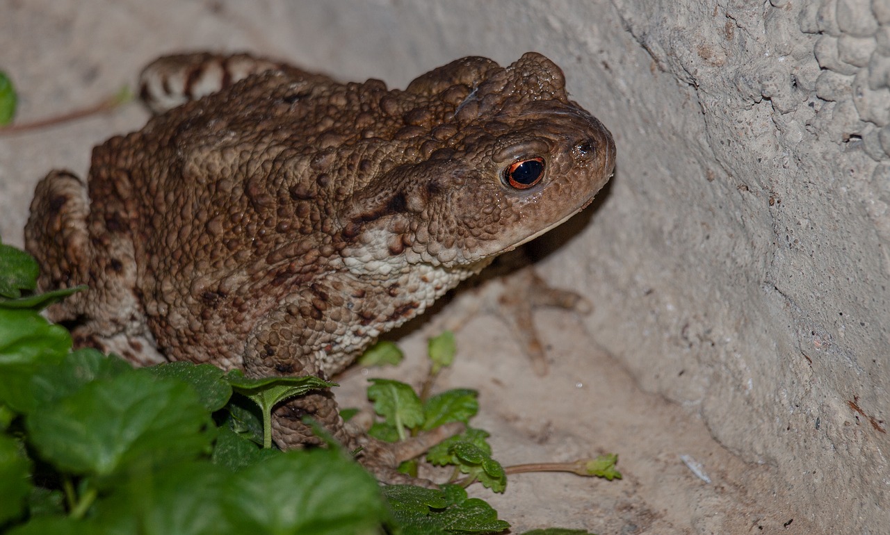 frog  animals  toad free photo