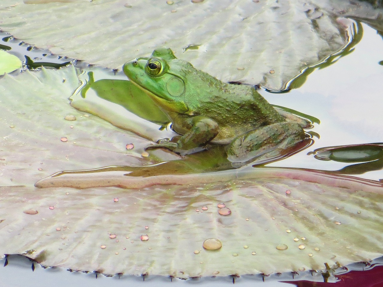 frog pond water free photo