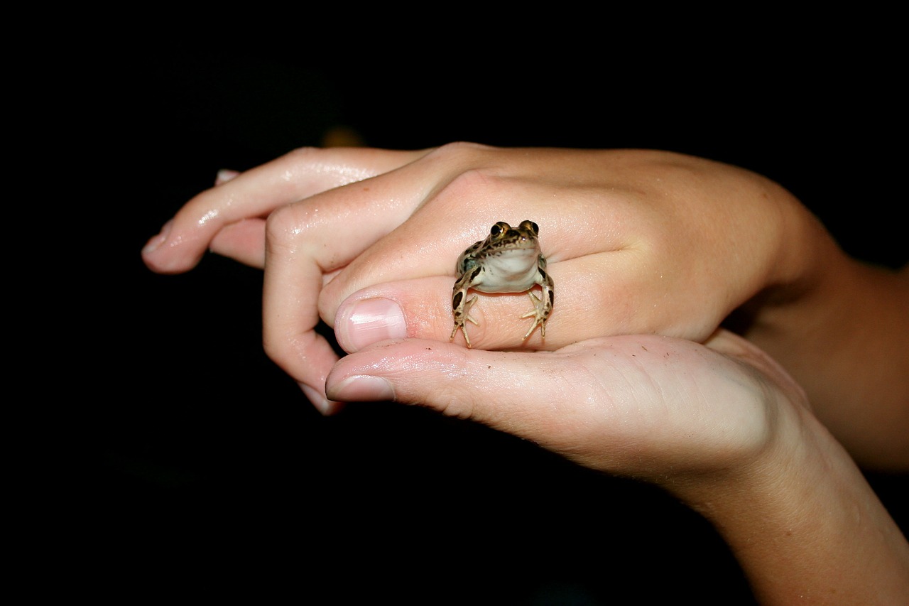 frog amphibian hands free photo