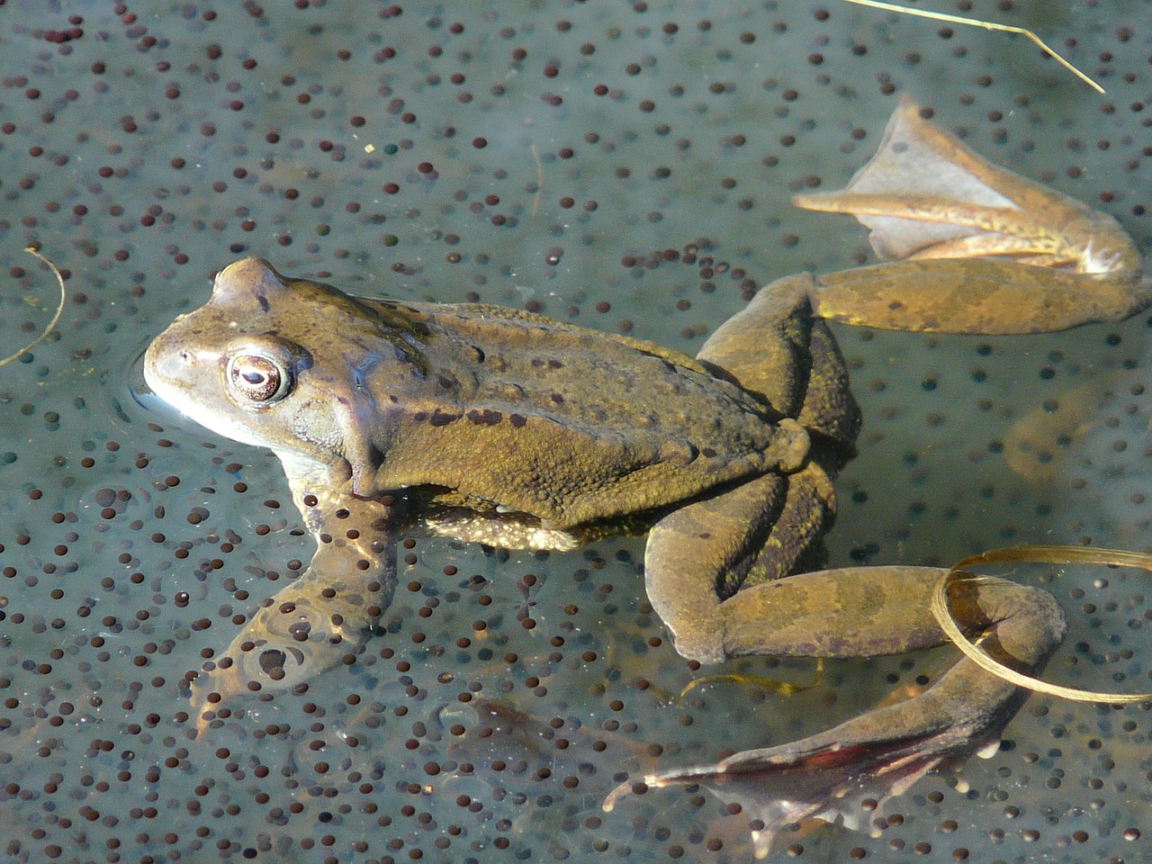 frog frog spawn spawn free photo