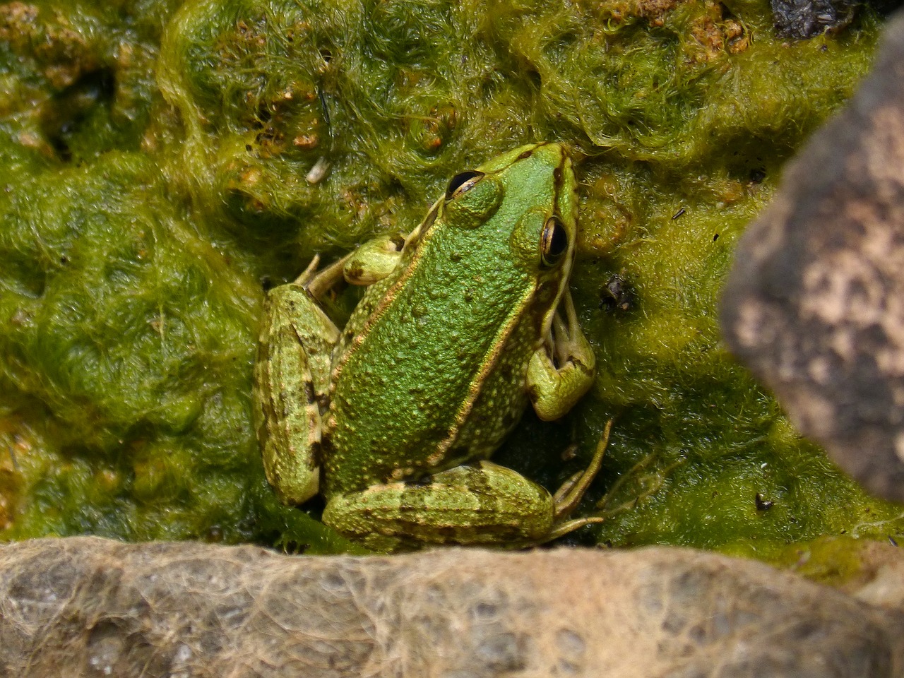 Frog, green frog, pond, algae, batrachian - free image from needpix.com