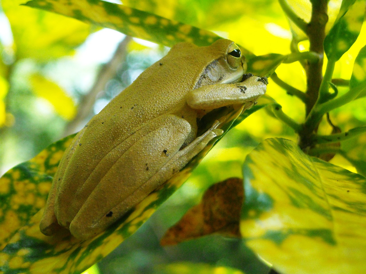 frog yellow poison free photo