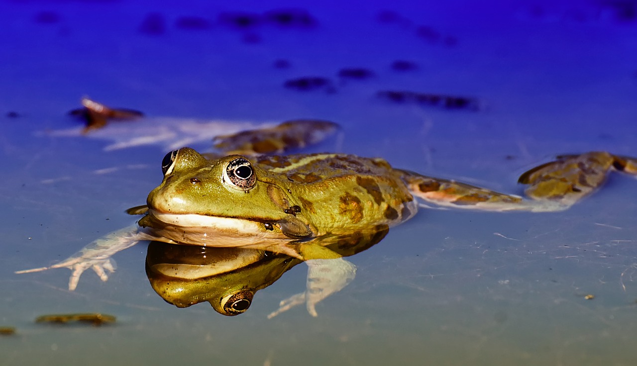 frog  pond  animal free photo