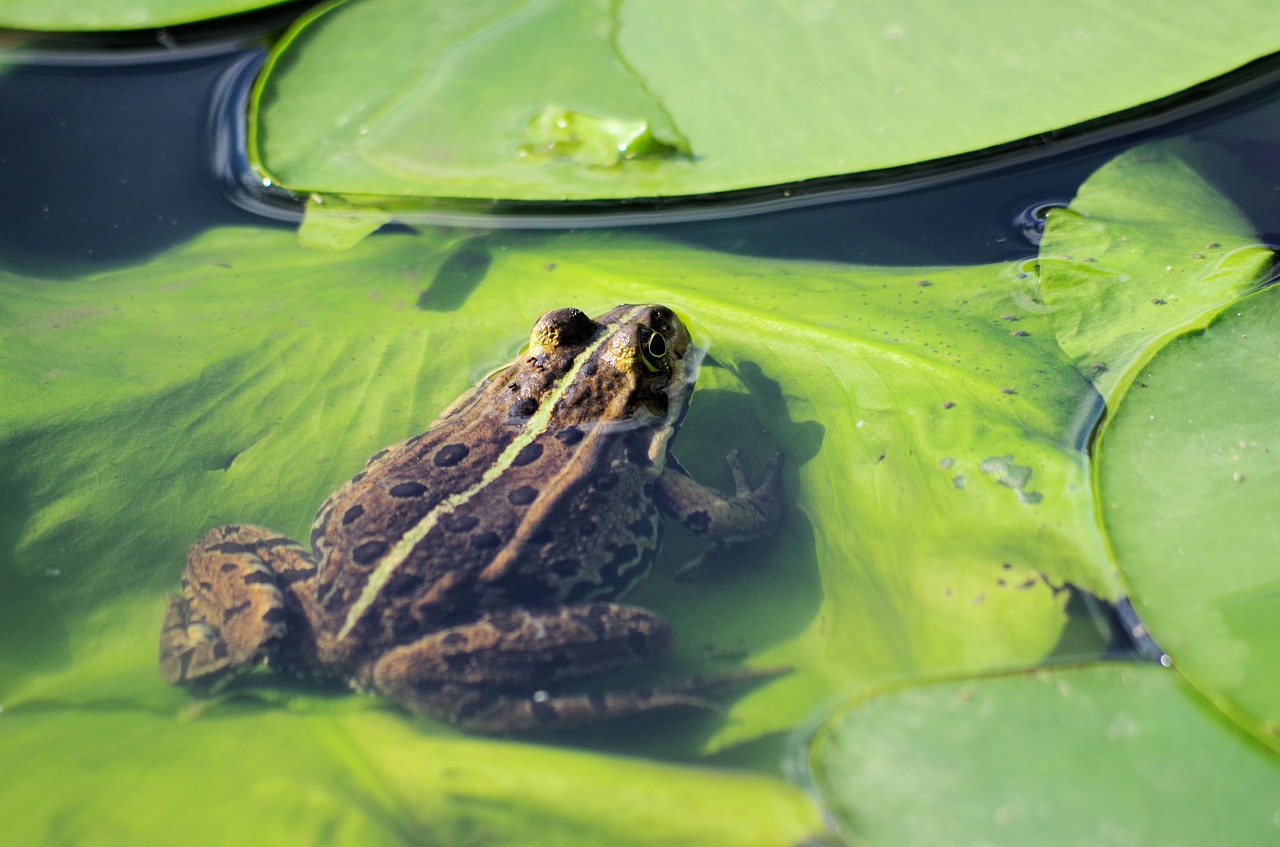 frog  pond  animal free photo