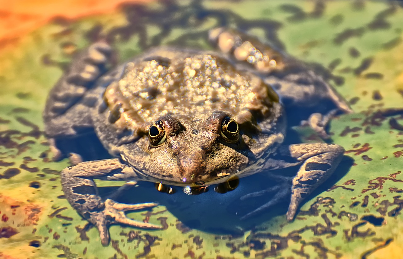 frog  pond  animal free photo