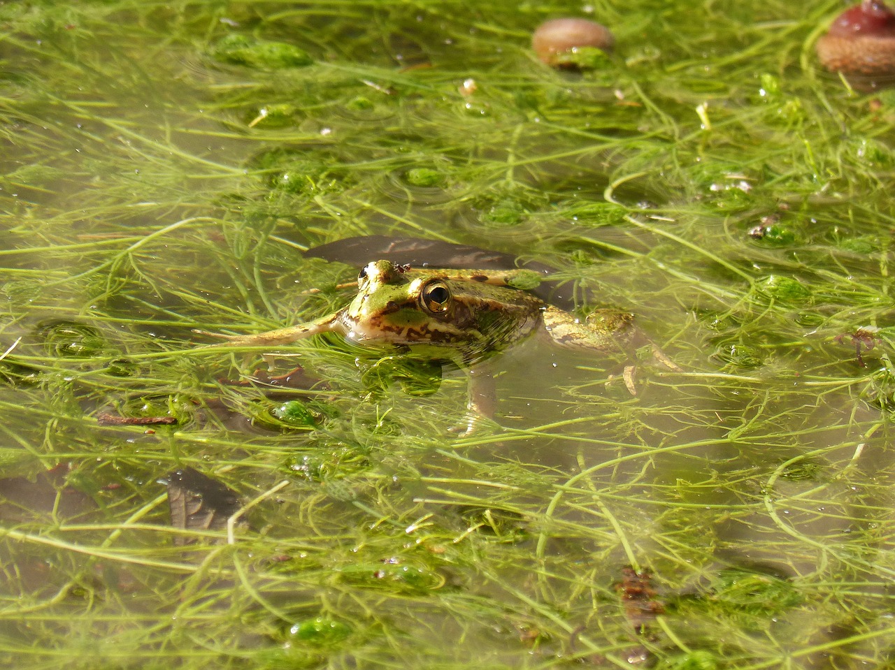 frog  have a look  raft free photo