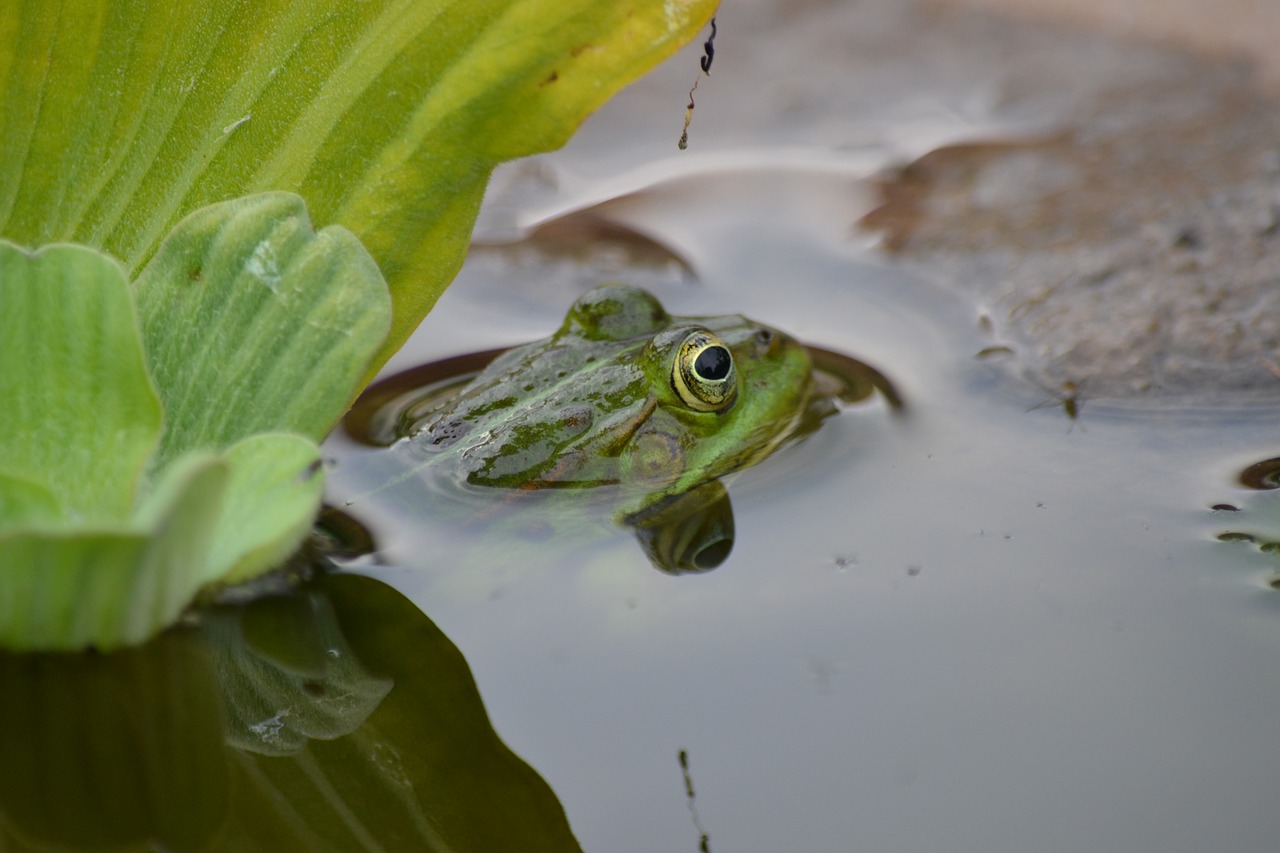 frog  nature  pond free photo