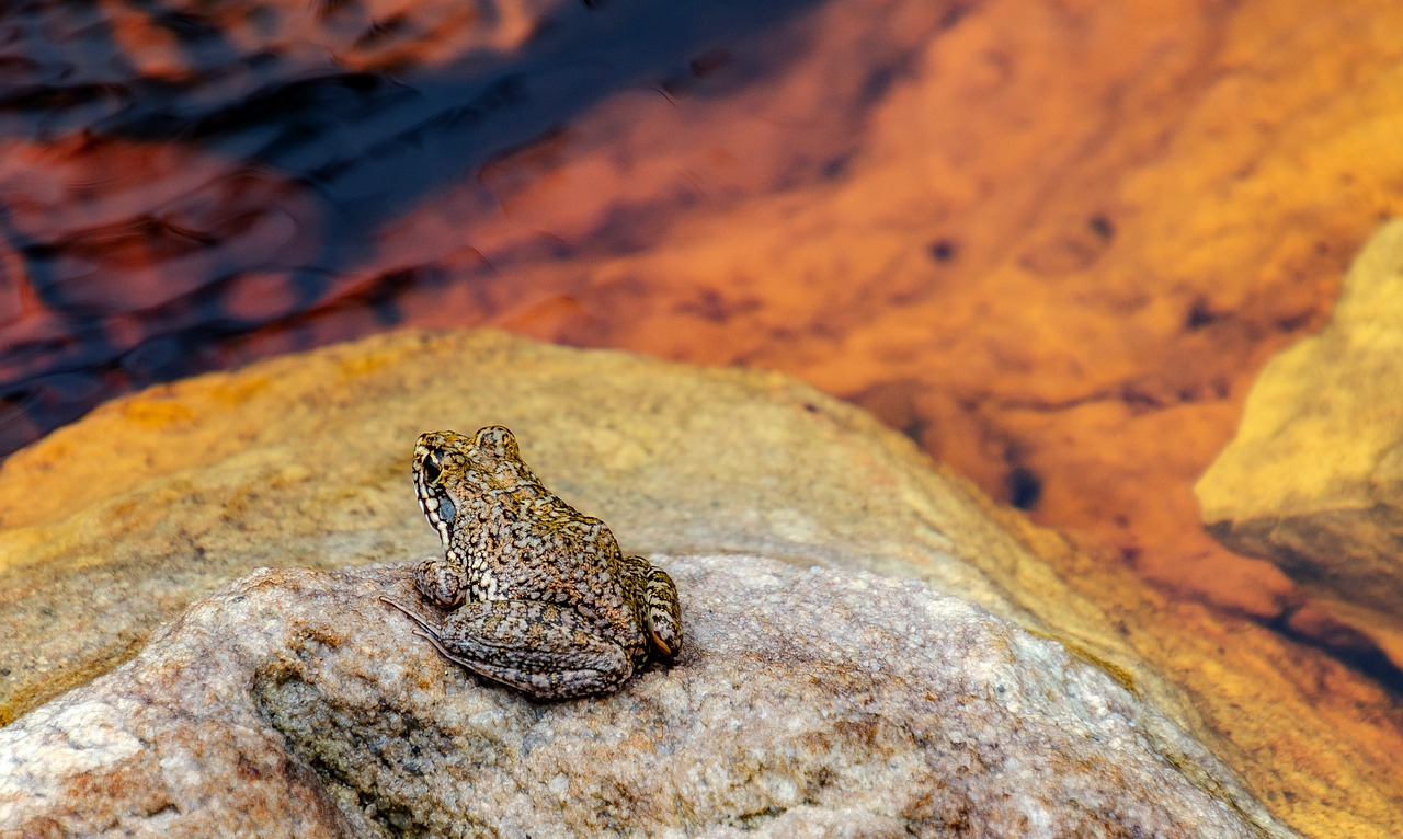 frog  rock  water free photo