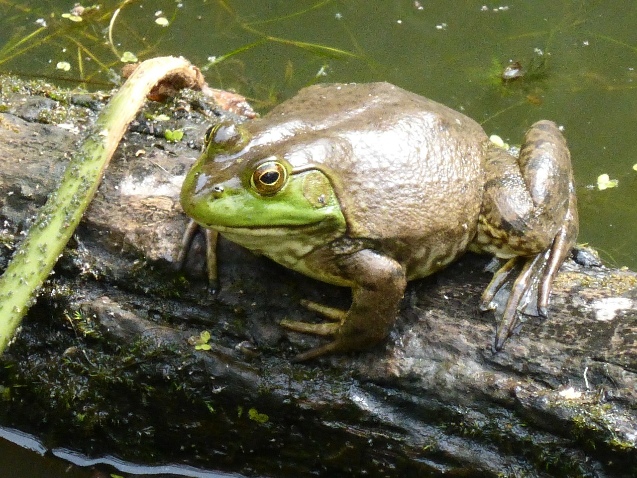 frog amphibian pond free photo
