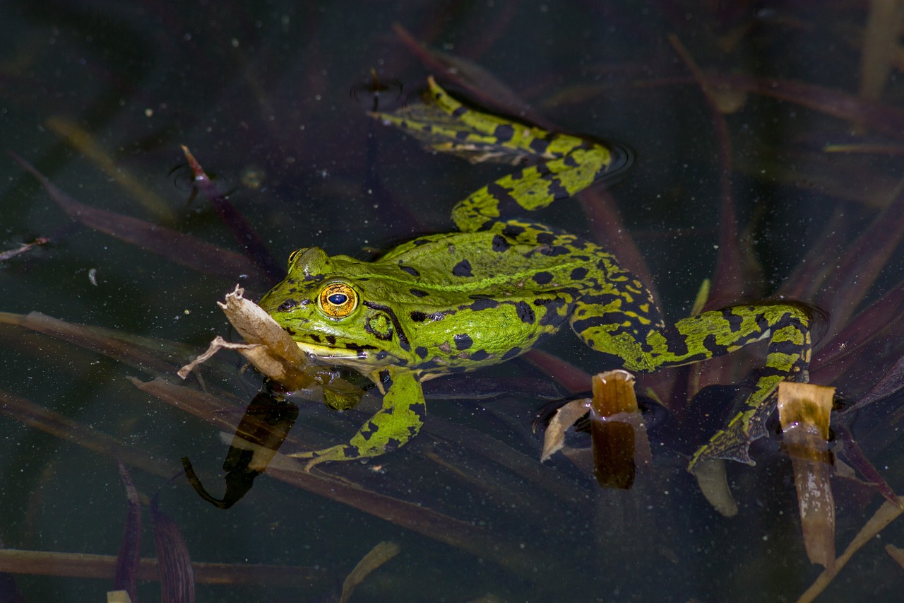 frog amphibians water free photo