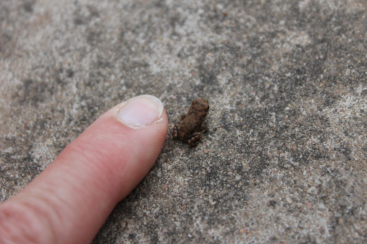 frog tiny frog amphibian free photo