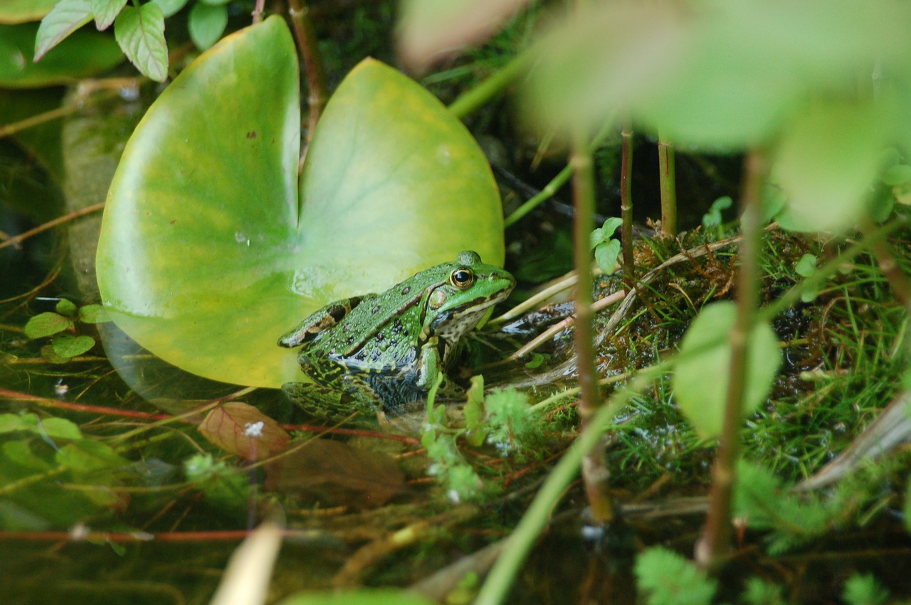 frog  green  pond free photo