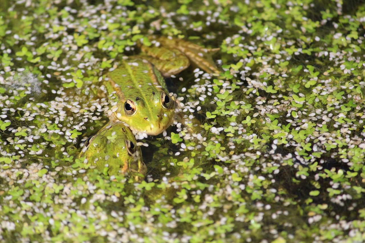 frog  pond  amphibian free photo