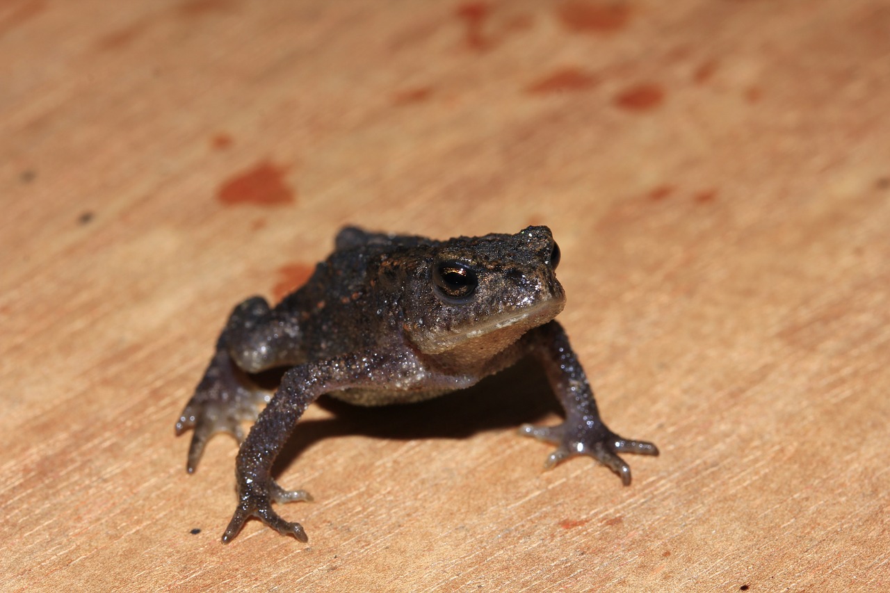 frog toad amphibian free photo