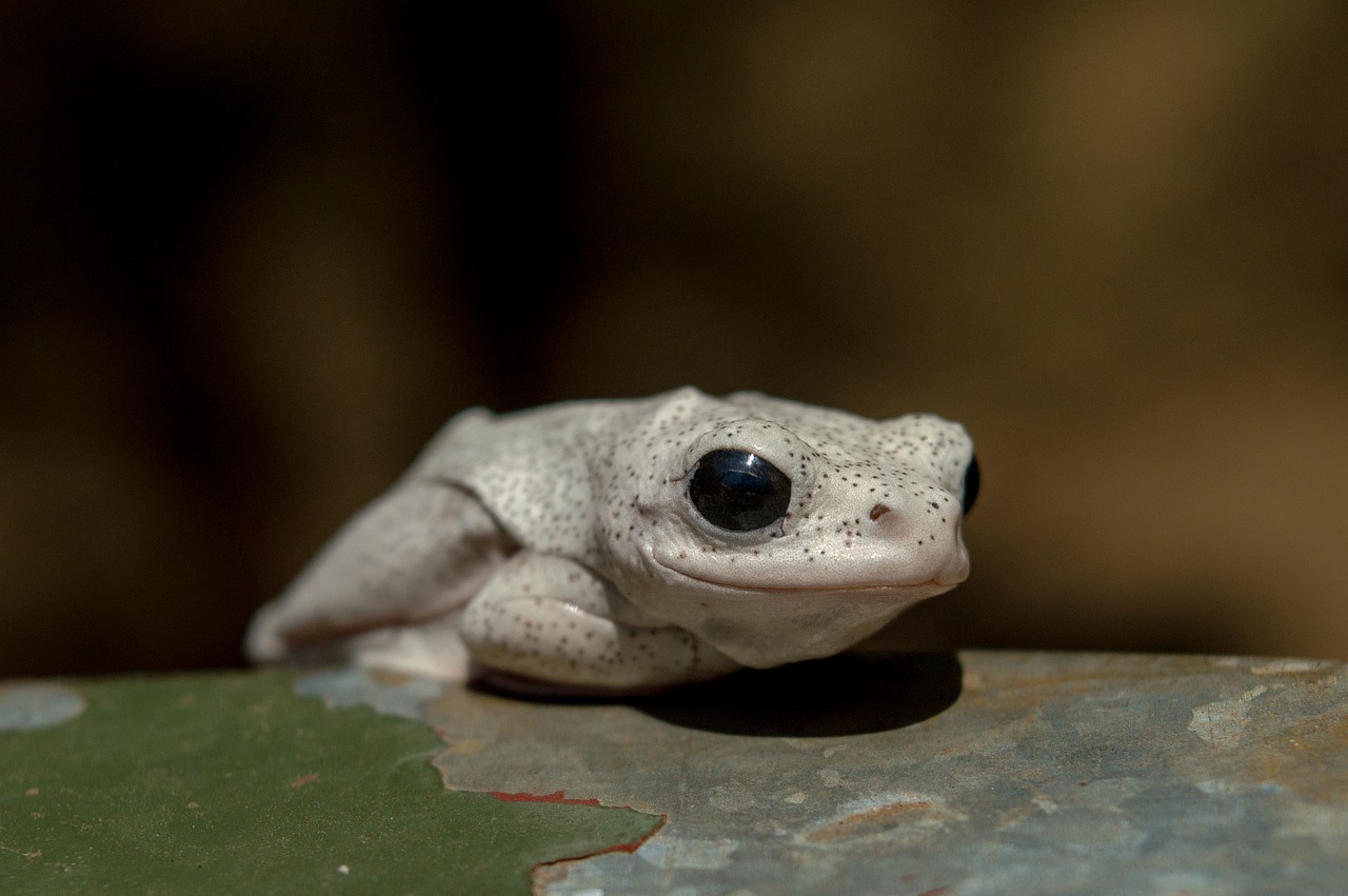 frog  animal  green free photo