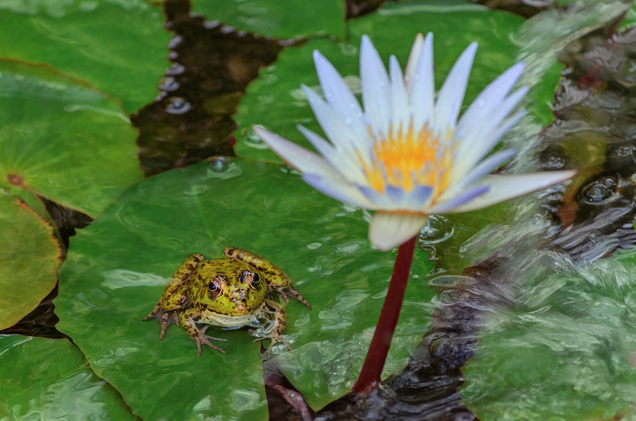 frog  water lily  nature free photo