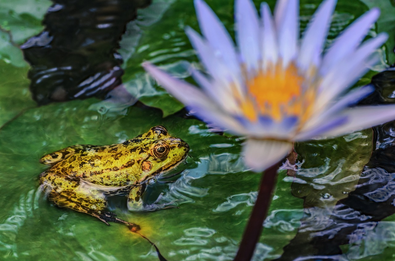 frog  water lily  nature free photo