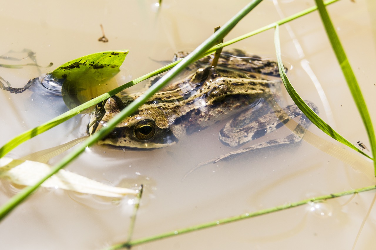 frog  amphibian  swamp free photo