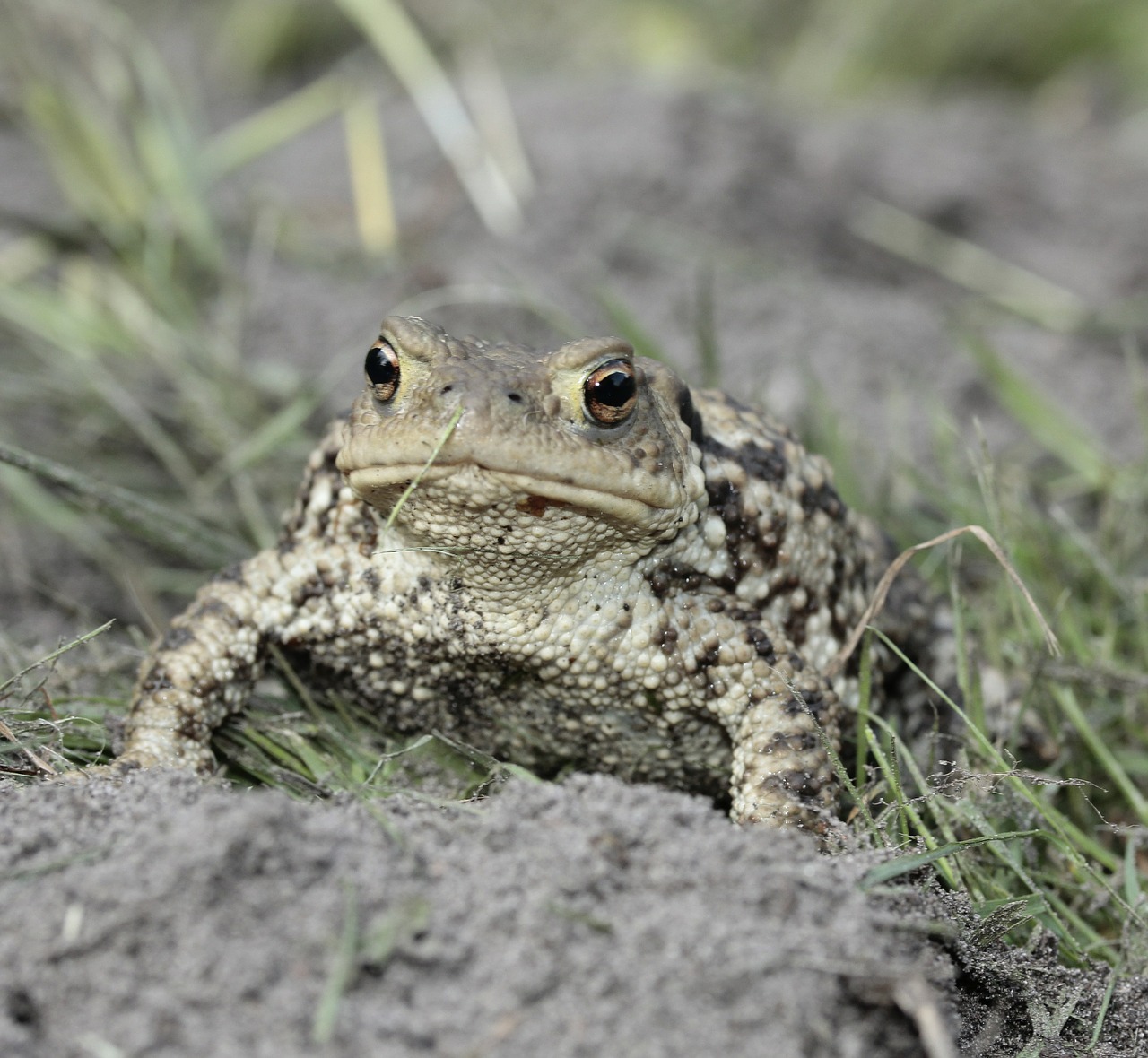 frog toad eyes free photo