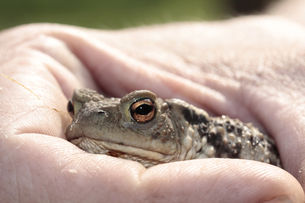 frog toad eyes free photo