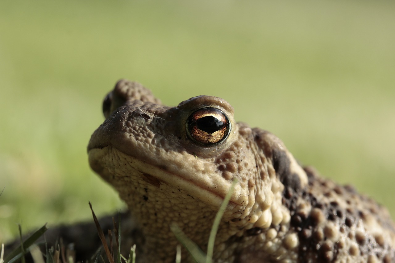 frog toad eyes free photo